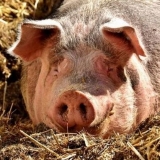 Tetramisol 10 - uputstvo za upotrebu za svinje